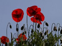 Papaver rhoeas 63, Grote klaproos, Saxifraga-Jan Nijendijk