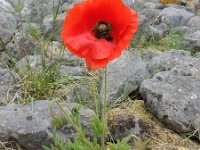 Papaver rhoeas 65, Grote klaproos, Saxifraga-Ed Stikvoort