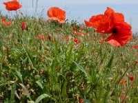 Papaver rhoeas 66, Grote klaproos, Saxifraga-Ed Stikvoort