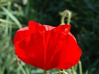 Papaver rhoeas 70, Grote klaproos, Saxifraga-Jan van der Straaten