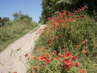 Papaver rhoeas 72, Grote klaproos, Saxifraga-Willem van Kruijsbergen