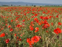 Papaver rhoeas 76, Grote klaproos, Saxifraga-Harry Jans