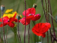 Papaver rhoeas 78, Grote klaproos, Saxifraga-Bart Vastenhouw