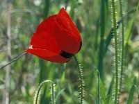 Papaver rhoeas 79, Grote klaproos, Saxifraga-Jan van der Straaten