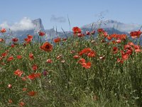 Papaver rhoeas 8, Grote klaproos, Saxifraga-Marijke Verhagen