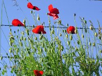 Papaver rhoeas 9, Grote klaproos, Saxifraga-Hans Dekker