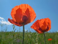 Papaver setiferum 10, Oosterse klaproos, Saxifraga-Ed Stikvoort