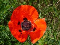 Papaver setiferum 11, Oosterse klaproos, Saxifraga-Ed Stikvoort