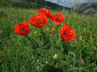 Papaver setiferum 7, Oosterse klaproos, Saxifraga-Ed Stikvoort