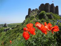 Papaver setiferum 9, Oosterse klaproos, Saxifraga-Ed Stikvoort