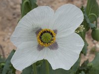 Papaver somniferum 11, Slaapbol, Saxifraga-Willem van Kruijsbergen