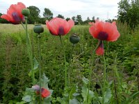 Papaver somniferum 13, Slaapbol, Saxifraga-Rutger Barendse