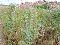 Papaver somniferum 14, Slaapbol, Saxifraga-Rutger Barendse