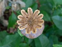 Papaver somniferum 15, Slaapbol, Saxifraga-Ab H Baas