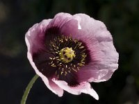 Papaver somniferum 2, Slaapbol, Saxifraga-Willem van Kruijsbergen