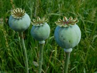 Papaver somniferum 20, Slaapbol, Saxifraga-Ed Stikvoort