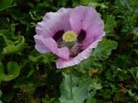 Papaver somniferum 21, Slaapbol, Saxifraga-Ed Stikvoort