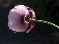 Papaver somniferum 3, Slaapbol, Saxifraga-Willem van Kruijsbergen