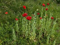 Papaver somniferum 30, Slaapbol, Saxifraga-Ed Stikvoort