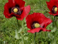 Papaver somniferum 32, Slaapbol, Saxifraga-Ed Stikvoort