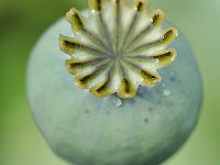 Papaver somniferum 35, Slaapbol, Saxifraga-Tom Heijnen