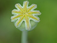 Papaver somniferum 36, Slaapbol, Saxifraga-Tom Heijnen