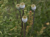 Papaver somniferum 40, Slaapbol, Saxifraga-Peter Meininger