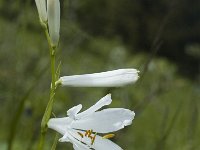 Paradisea liliastrum 11, Saxifraga-Jan van der Straaten