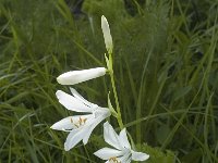 Paradisea liliastrum 14, Saxifraga-Marijke Verhagen