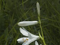 Paradisea liliastrum 15, Saxifraga-Marijke Verhagen