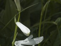 Paradisea liliastrum 17, Saxifraga-Marijke Verhagen