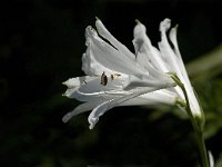 Paradisea liliastrum 18, Saxifraga-Jan van der Straaten