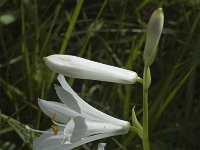 Paradisea liliastrum 4, Saxifraga-Marijke Verhagen