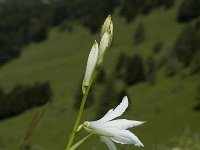 Paradisea liliastrum 5, Saxifraga-Marijke Verhagen