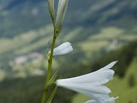 Paradisea liliastrum 6, Saxifraga-Marijke Verhagen