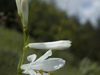 Paradisea liliastrum 7, Saxifraga-Jan van der Straaten