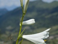 Paradisea liliastrum 8, Saxifraga-Marijke Verhagen