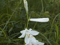 Paradisea liliastrum 9, Saxifraga-Jan van der Straaten