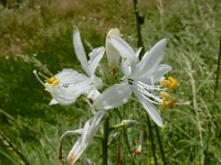 Paradisea lusitanica 5, Saxifraga-Ed Stikvoort