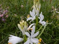 Paradisea lusitanica 8, Saxifraga-Ed Stikvoort