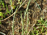 Parapholis strigosa 11, Dunstaart, Saxifraga-Rutger Barendse