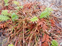 Parapholis strigosa 14, Dunstaart, Saxifraga-Rutger Barendse