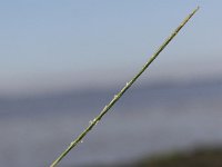 Parapholis strigosa 2, Dunstaart, Saxifraga-Peter Meininger