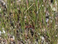 Parapholis strigosa 4, Dunstaart, Saxifraga-Peter Meininger