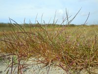 Parapholis strigosa 5, Dunstaart, Saxifraga-Ed Stikvoort