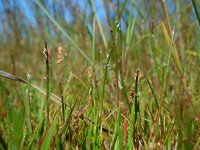 Parapholis strigosa 7, Dunstaart, Saxifraga-Ed Stikvoort