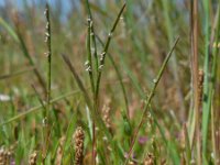 Parapholis strigosa 9, Dunstaart, Saxifraga-Ed Stikvoort