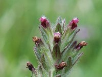 Parentucellia latifolia 2, Saxifraga-Jan van der Straaten