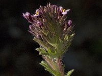 Parentucellia latifolia 4, Saxifraga-Jan van der Straaten