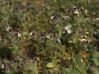 Parentucellia latifolia 7, Saxifraga-Willem van Kruijsbergen